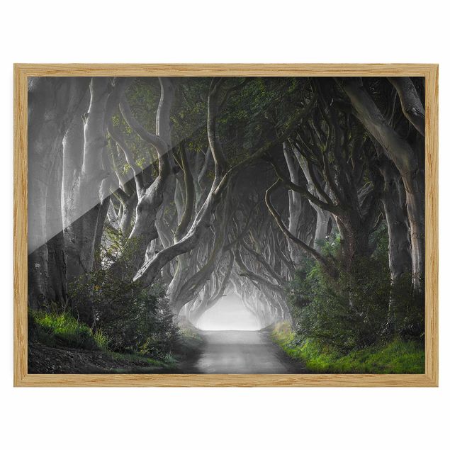 Bild mit Rahmen - Wald in Nordirland - Querformat 3:4