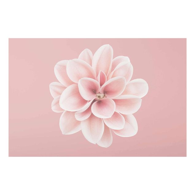 Bilder auf Glas Dahlie Rosa Blush Blume Zentriert