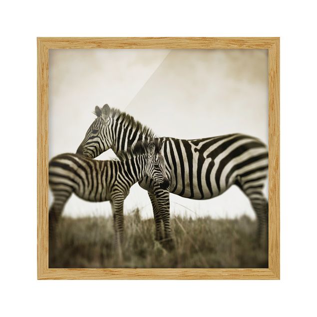 Wandbilder mit Rahmen Zebrapaar