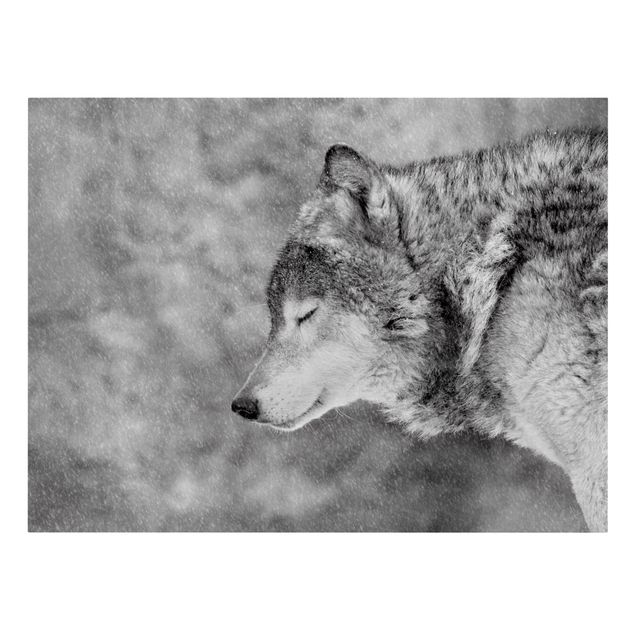 Tierbilder auf Leinwand Winter Wolf