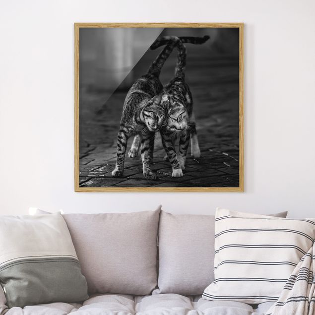 Bilder mit Rahmen Schwarz-Weiß Kätzchenfreundschaft