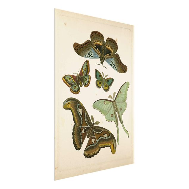 Wandbilder Vintage Illustration Exotische Schmetterlinge II
