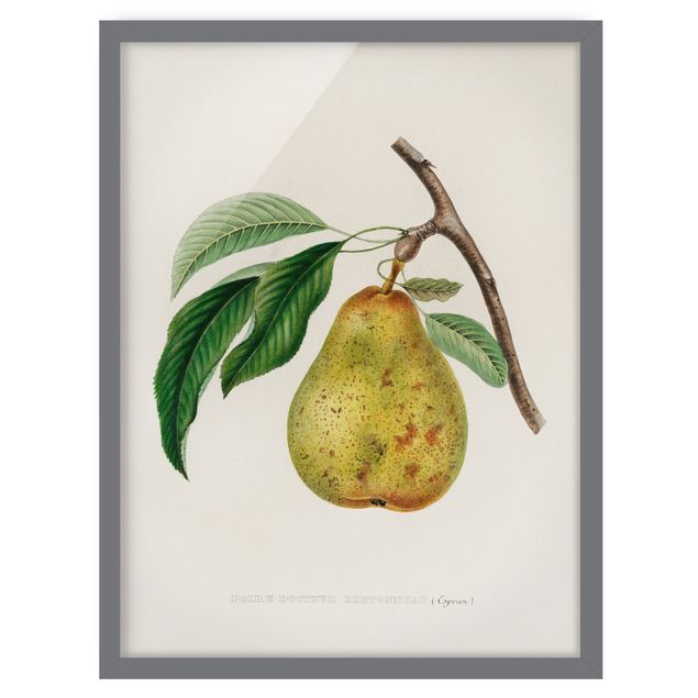 Gerahmte Bilder Botanik Vintage Illustration Gelbe Birne