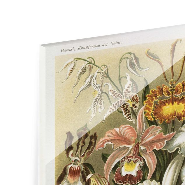 Glasbild - Vintage Lehrtafel Orchidee - Hochformat 4:3