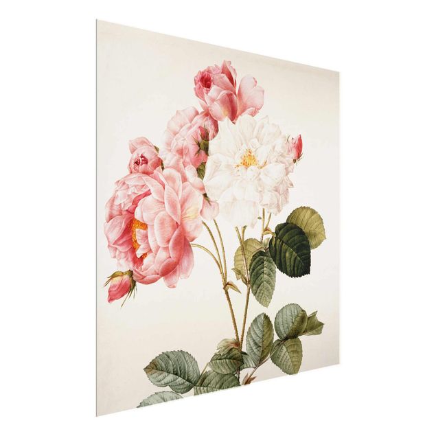 Glasbild Blumen Pierre Joseph Redouté - Damaszener-Rose