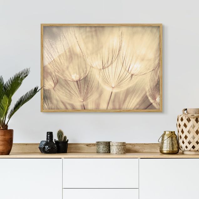 Bilder mit Rahmen Schwarz-Weiß Pusteblumen Nahaufnahme in wohnlicher Sepia Tönung