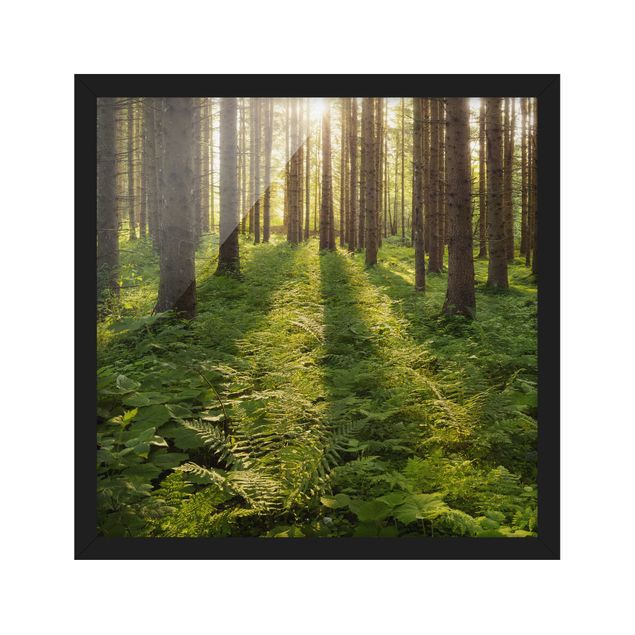 Bild mit Rahmen - Sonnenstrahlen in grünem Wald - Quadrat 1:1