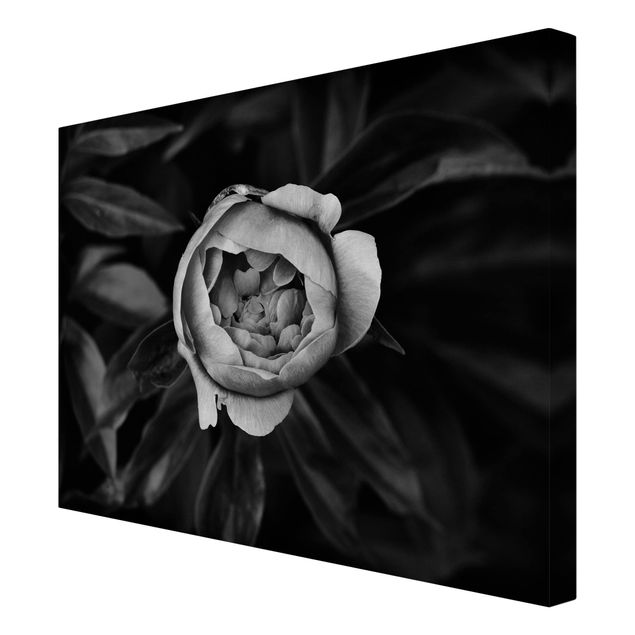 Wandbilder Pfingstrosenblüte vor Blättern Schwarz Weiß