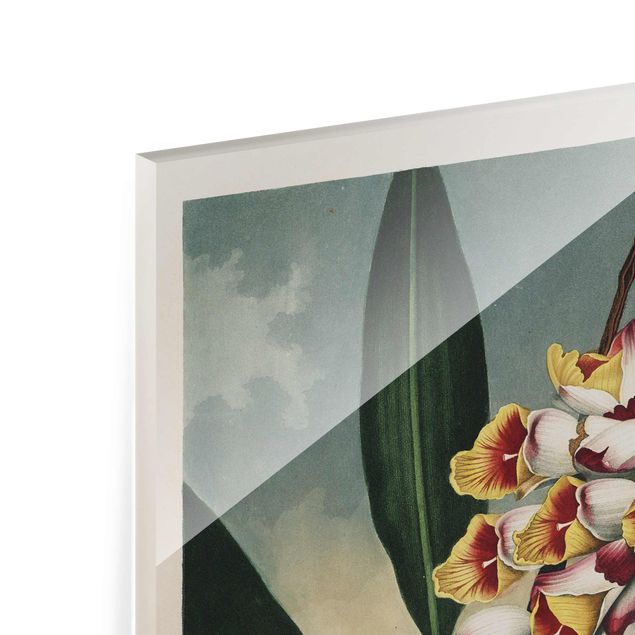 Glasbild - Botanik Vintage Illustration Ingwer mit Blüte - Hochformat 4:3
