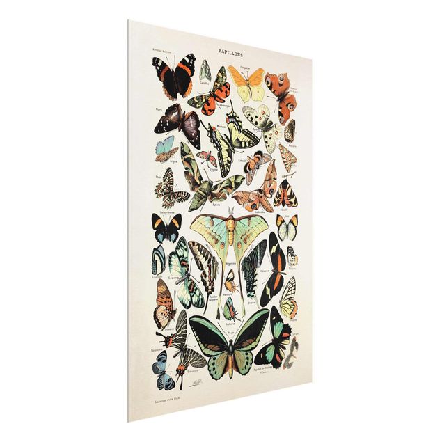 Bilder für die Wand Vintage Lehrtafel Schmetterlinge und Falter
