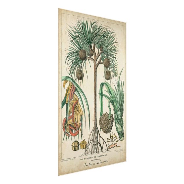 Wandbilder Vintage Lehrtafel Exotische palmen I