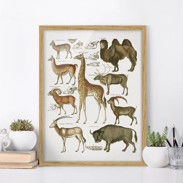 Wandbilder Tiere Vintage Lehrtafel Giraffe, Kamel und Lama