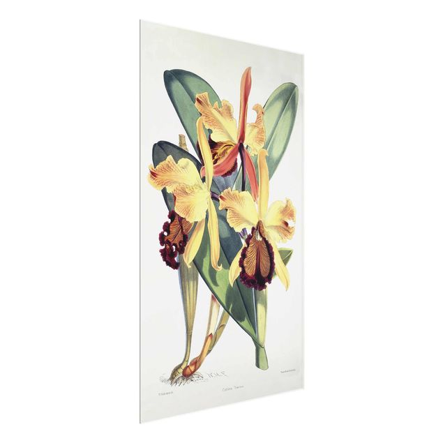 Natur Glasbilder Walter Hood Fitch - Orchidee