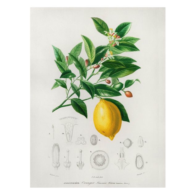 Leinwandbilder Botanik Vintage Illustration Zitrone