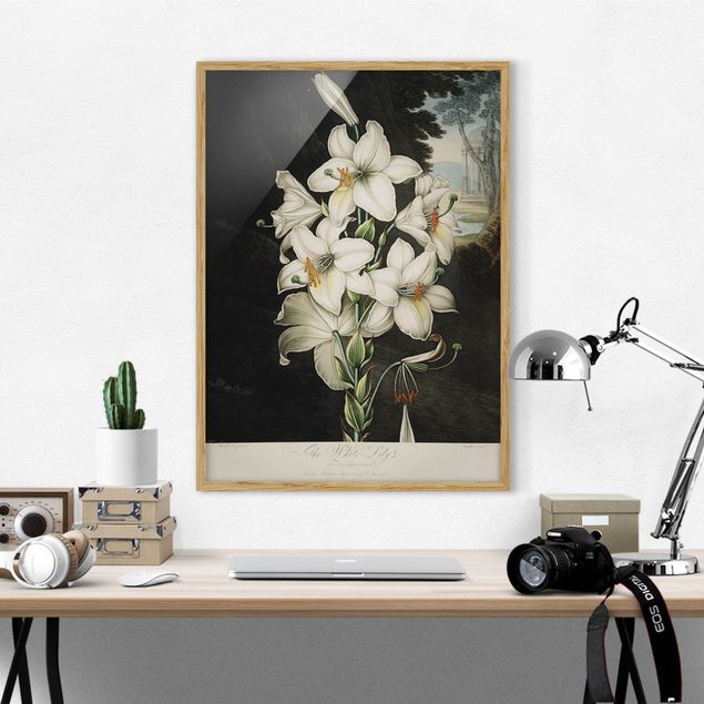 Vintage Bilder mit Rahmen Botanik Vintage Illustration Weiße Lilie