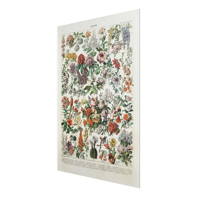Glasbild - Vintage Lehrtafel Blumen II - Hochformat 4:3
