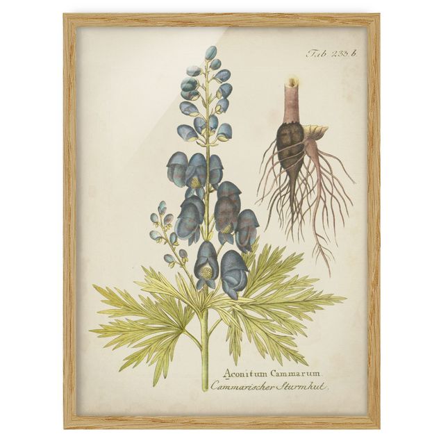 Gerahmte Bilder Vintage Botanik in Blau Sturmhut