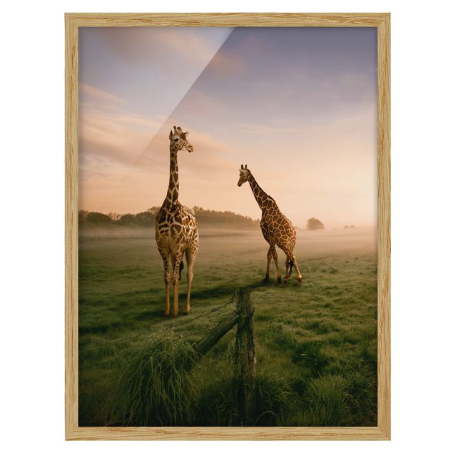 Gerahmte Bilder Surreal Giraffes