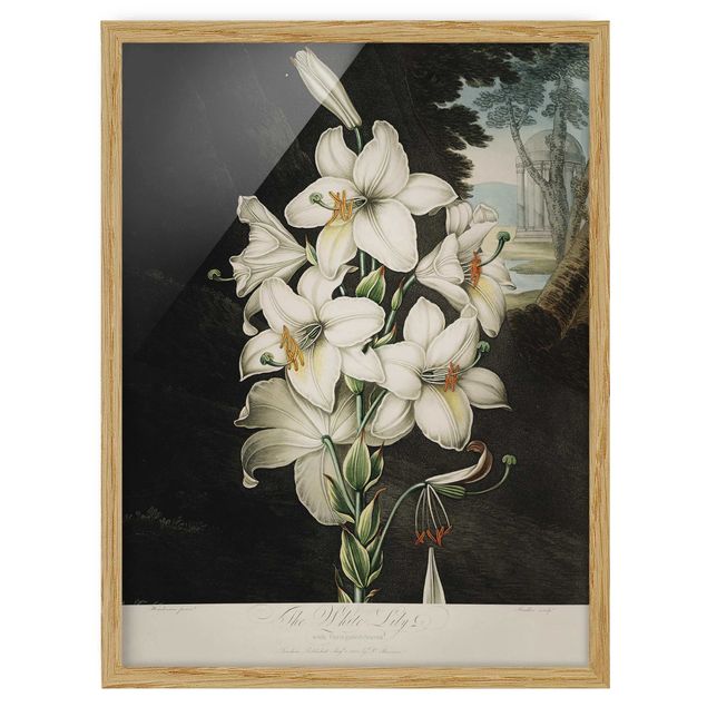 Gerahmte Bilder Botanik Vintage Illustration Weiße Lilie