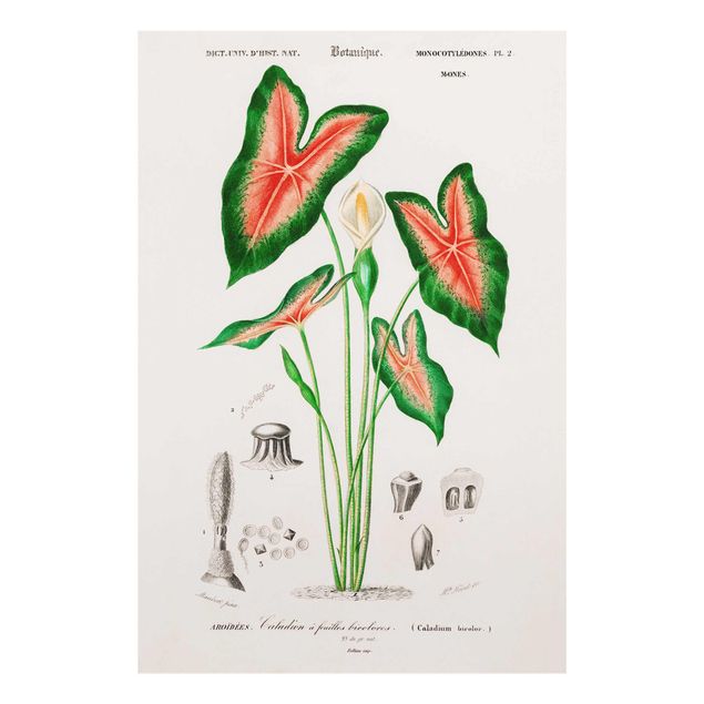 Glasbilder Botanik Vintage Illustration Tropische Pflanze I