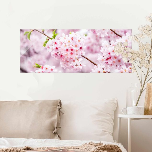 Glasbild - Japanische Kirschblüten - Panorama