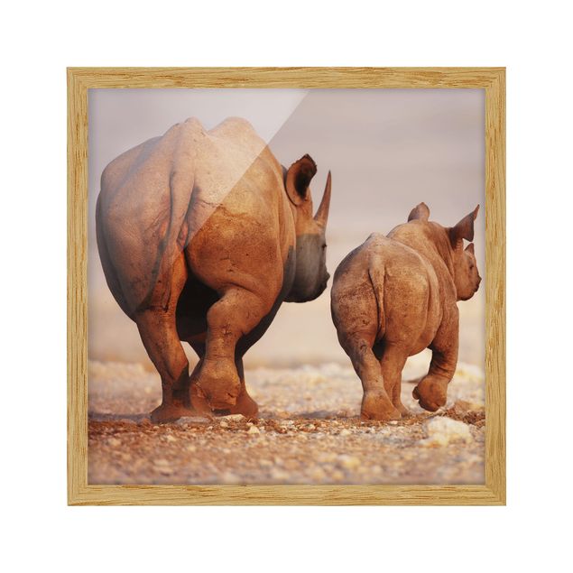 Wandbilder Wandering Rhinos