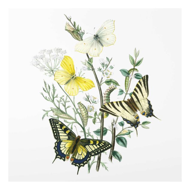 Glasbild - Britische Schmetterlinge III - Quadrat 1:1