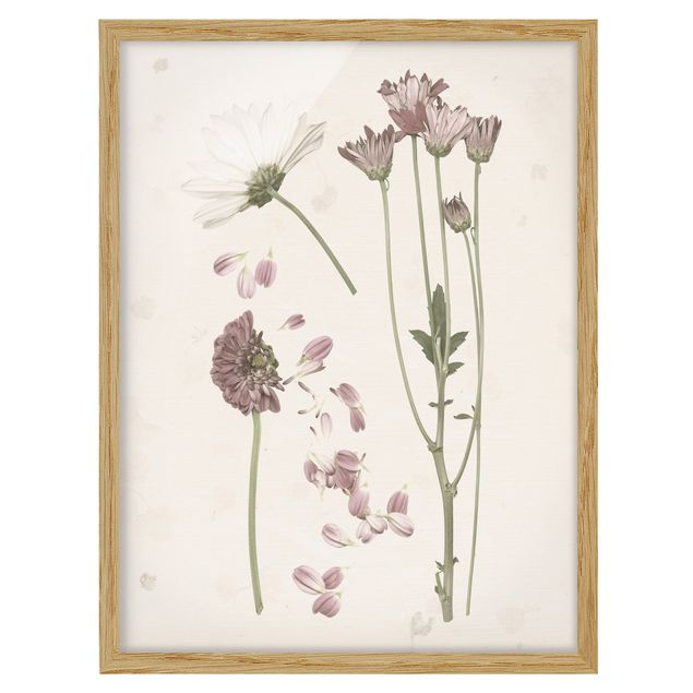 Bilder für die Wand Herbarium in rosa II