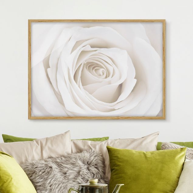 Gerahmte Bilder Blumen Pretty White Rose