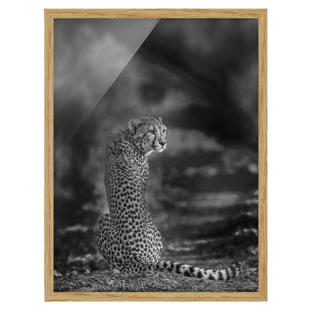 Bilder mit Rahmen Gepard in der Wildness
