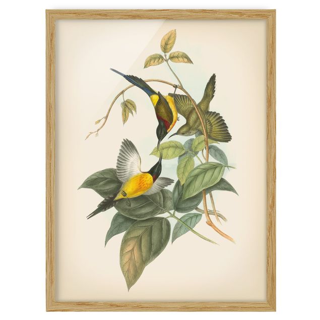 Gerahmte Kunstdrucke Vintage Illustration Tropische Vögel IV