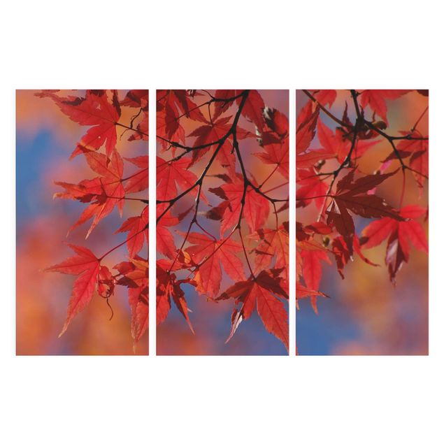 Wandbilder Red Maple