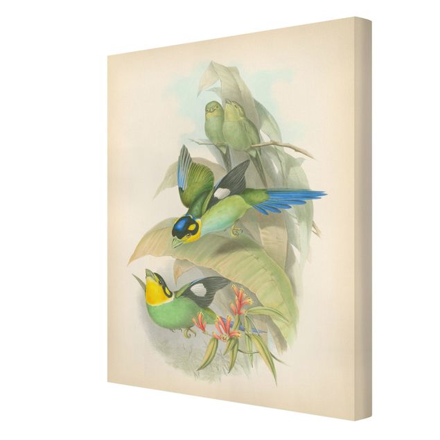 Wandbilder Vintage Vintage Illustration Tropische Vögel