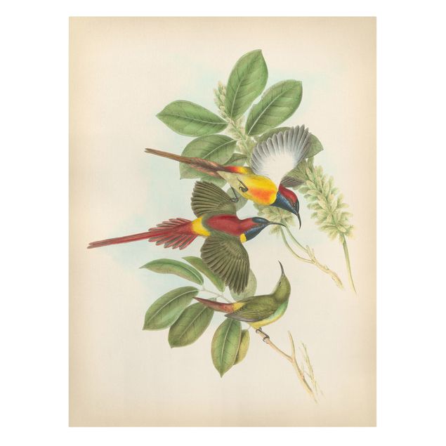 Leinwandbild Kunstdruck Vintage Illustration Tropische Vögel III