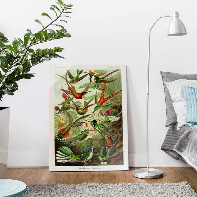 Glasbilder Pflanzen Vintage Lehrtafel Kolibris