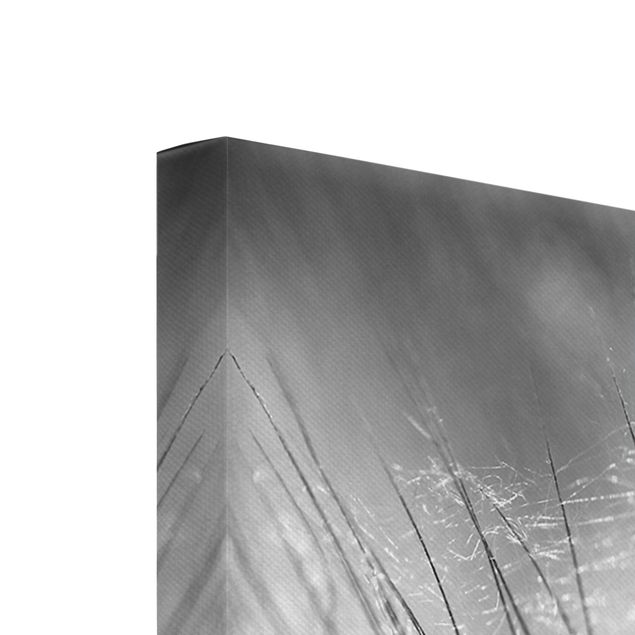 Schöne Leinwandbilder Pusteblumen Makroaufnahme in schwarz weiß
