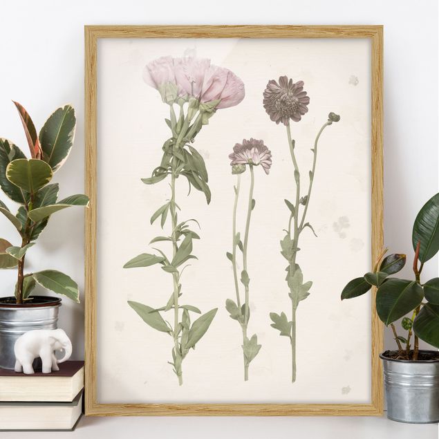 Bilder mit Rahmen Blumen Herbarium in rosa III