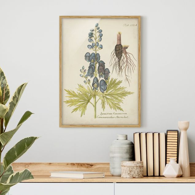 Bilder mit Rahmen Blumen Vintage Botanik in Blau Sturmhut