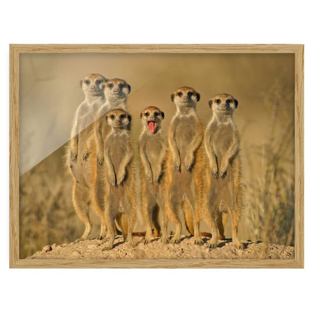 Wandbilder Meerkat Family