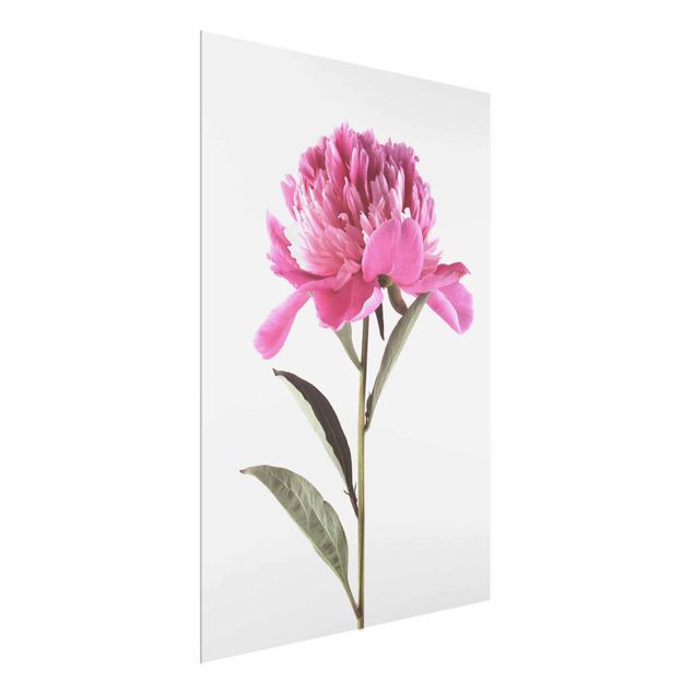 Glasbilder Pflanzen Blühende Pfingstrose Pink auf Weiß