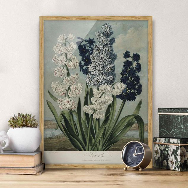 Gerahmte Bilder Blumen Botanik Vintage Illustration Blaue und weiße Hyazinthen