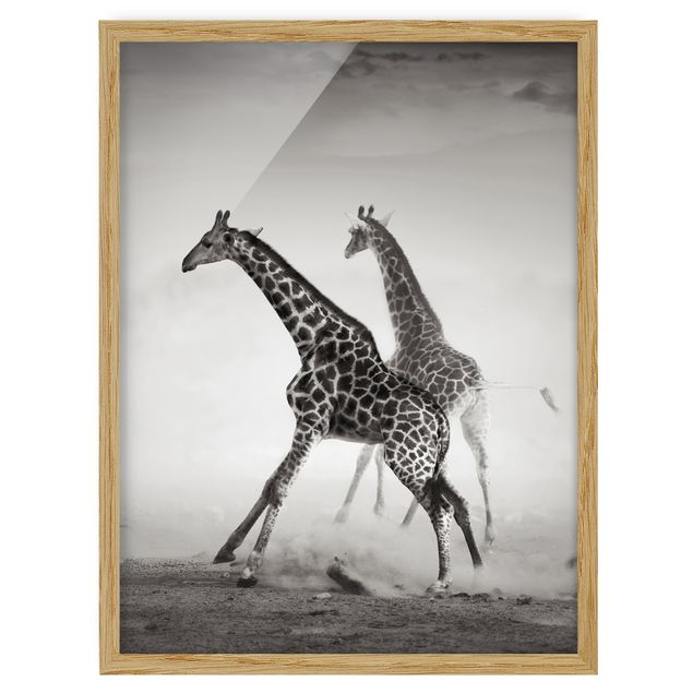 Gerahmte Bilder Giraffenjagd