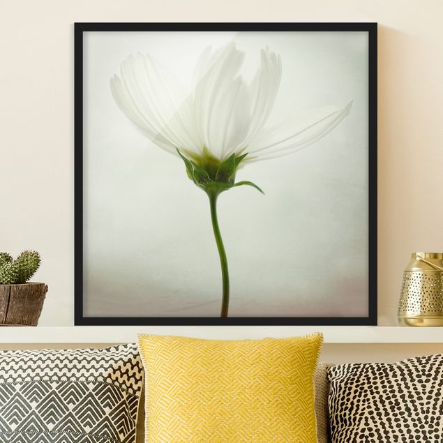 Blumen Bilder mit Rahmen Weiße Cosmea