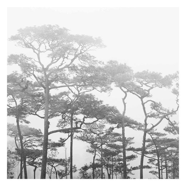 Wandtapete Design Baumkronen im Nebel Schwarz Weiß