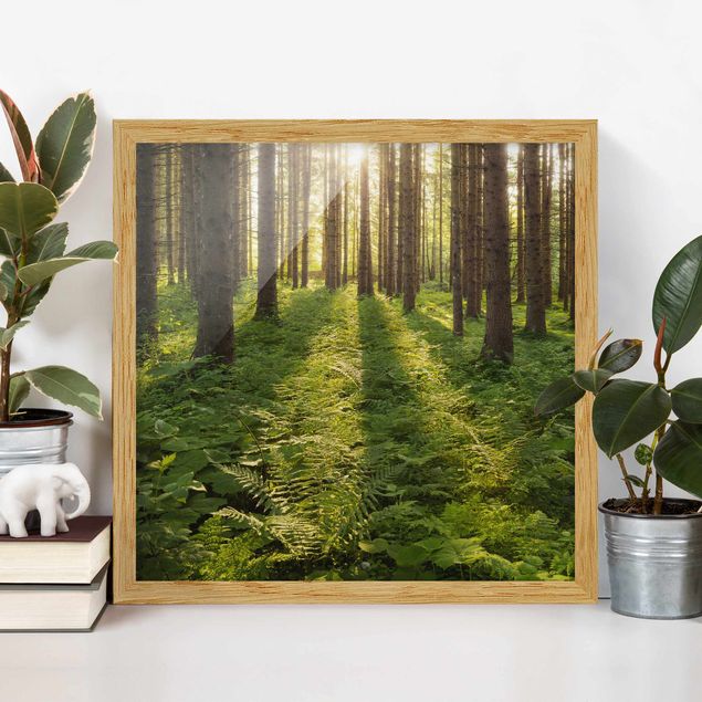 Natur Bilder mit Rahmen Sonnenstrahlen in grünem Wald