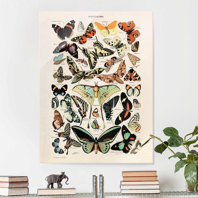 Wandbilder Tiere Vintage Lehrtafel Schmetterlinge und Falter