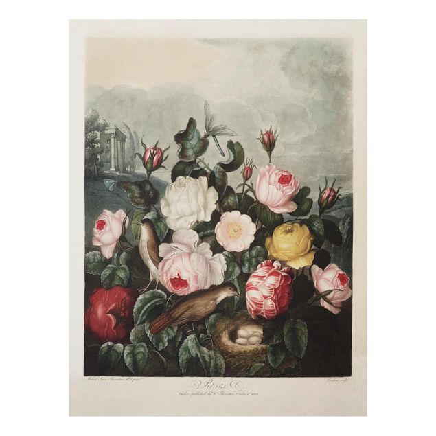 Glas Wandbilder Botanik Vintage Illustration Rosen