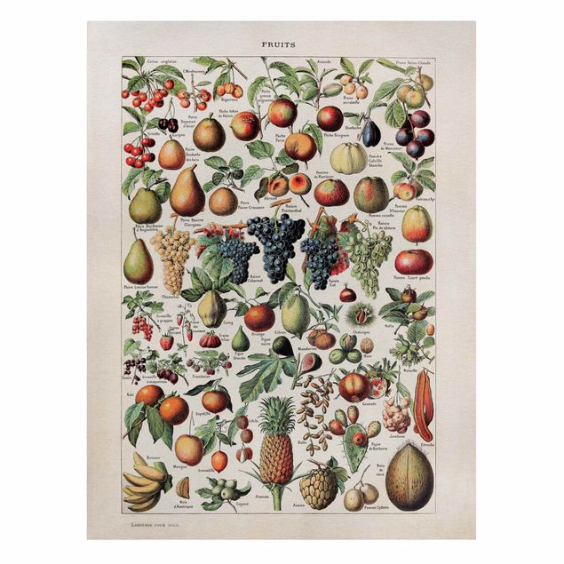 Schöne Leinwandbilder Vintage Lehrtafel Früchte