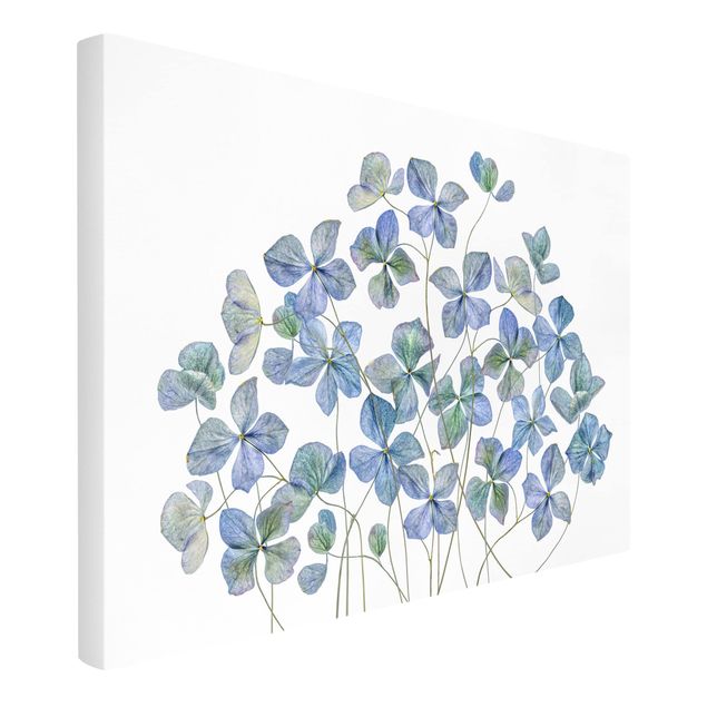 Wandbilder Wohnzimmer modern Blaue Hortensienblüten