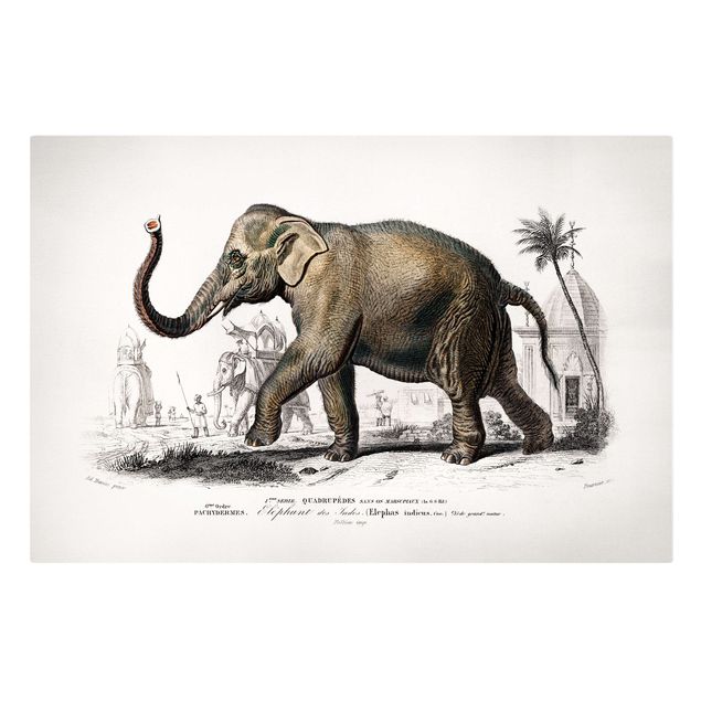 Leinwandbild Vintage Vintage Lehrtafel Elefant